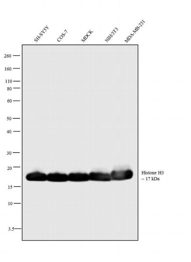 Histone H3 Antibody in Western Blot (WB)