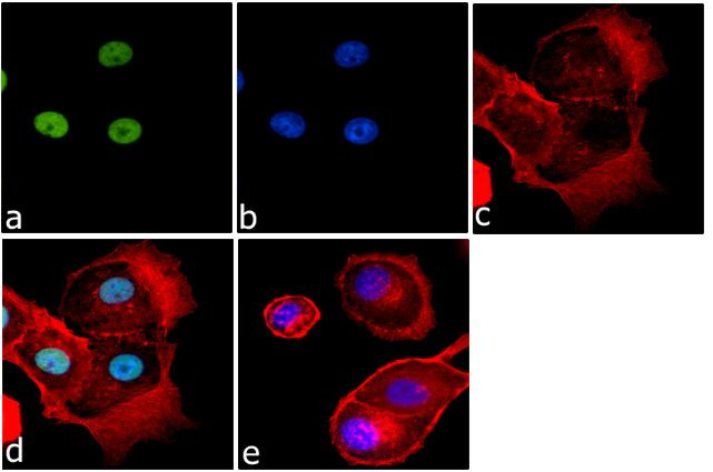 Histone H3 Antibody in Immunocytochemistry (ICC/IF)