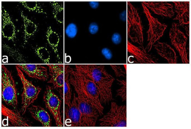 SERPINA3 Antibody in Immunocytochemistry (ICC/IF)