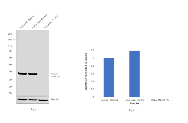 Annexin A1 Antibody