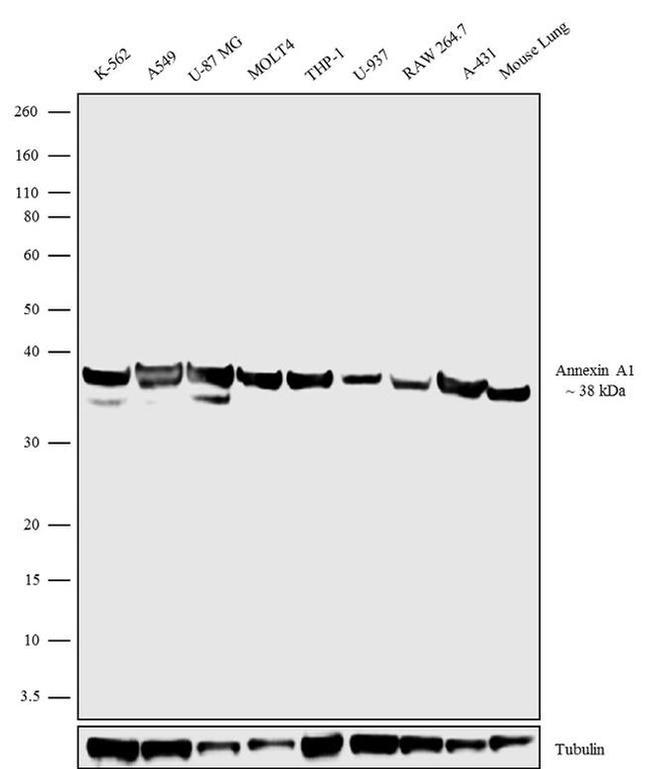 Annexin A1 Antibody in Western Blot (WB)