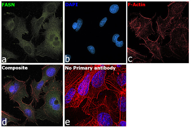 FASN Antibody in Immunocytochemistry (ICC/IF)