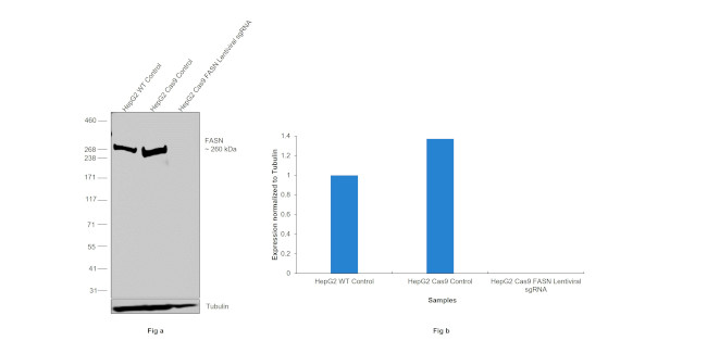 FASN Antibody