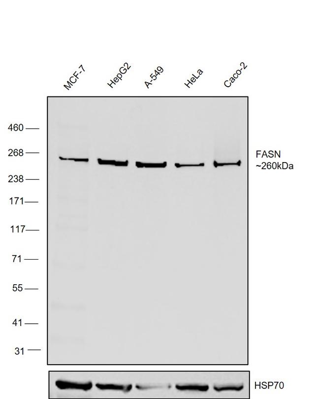 FASN Antibody in Western Blot (WB)