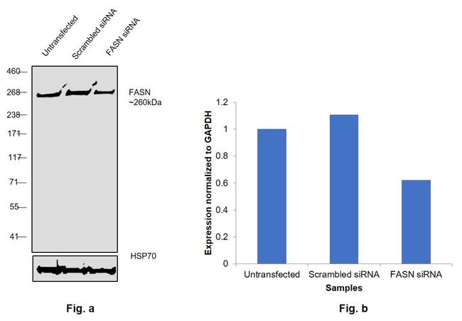 FASN Antibody in Western Blot (WB)