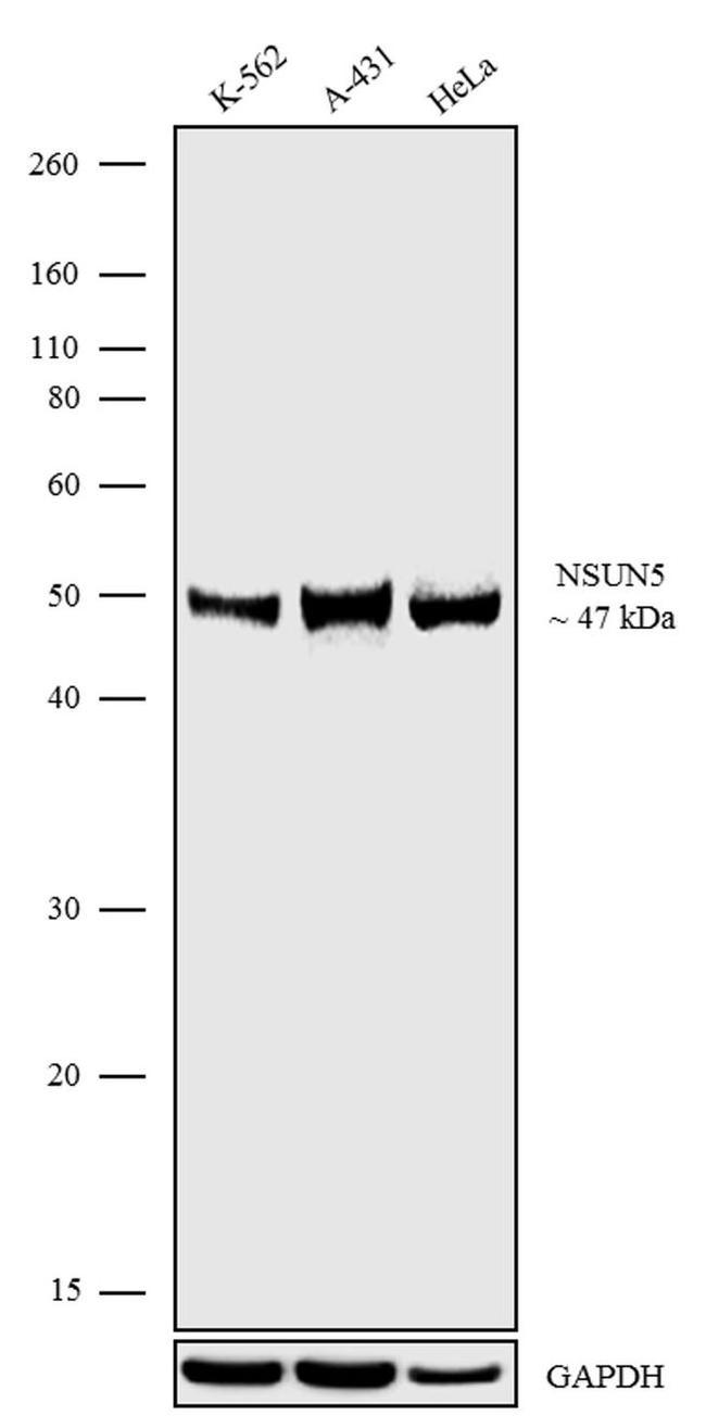 NSUN5 Antibody in Western Blot (WB)