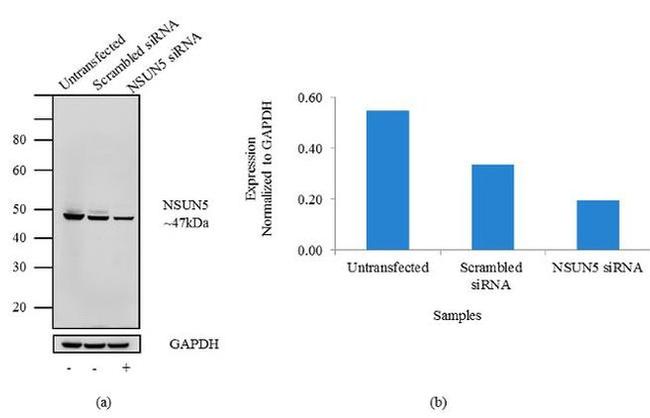 NSUN5 Antibody in Western Blot (WB)