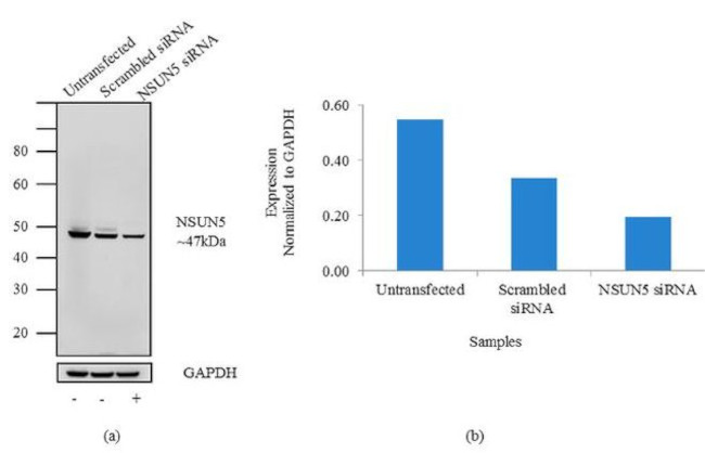 NSUN5 Antibody