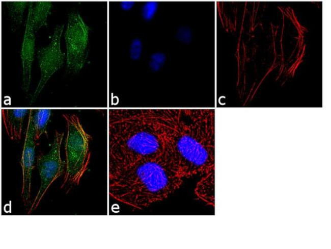 Apelin Receptor Antibody in Immunocytochemistry (ICC/IF)