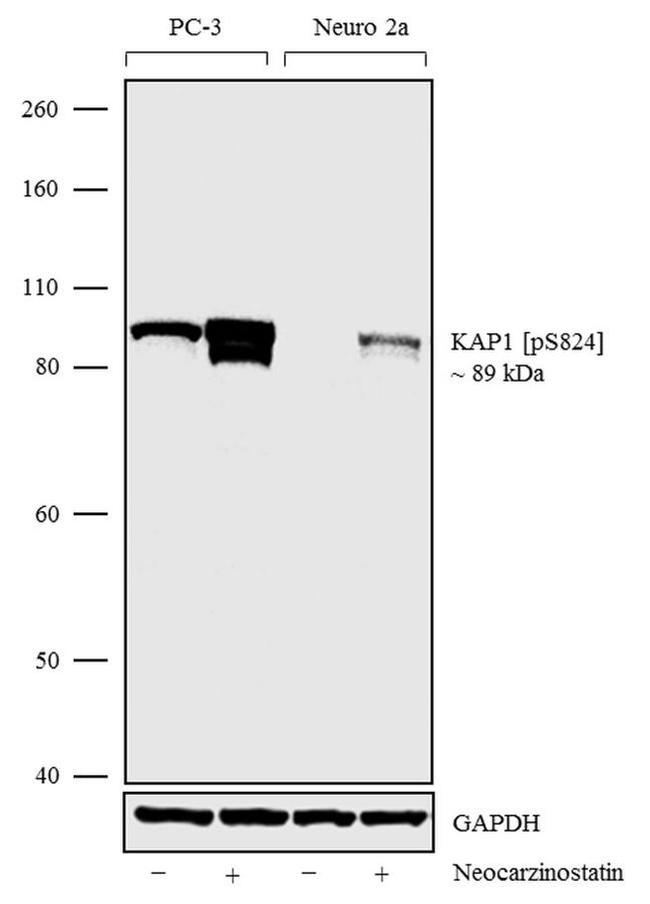 Phospho-TRIM28 (Ser824) Antibody in Western Blot (WB)