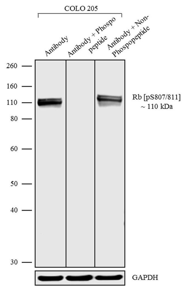 Phospho-Rb (Ser807, Ser811) Antibody in Western Blot (WB)