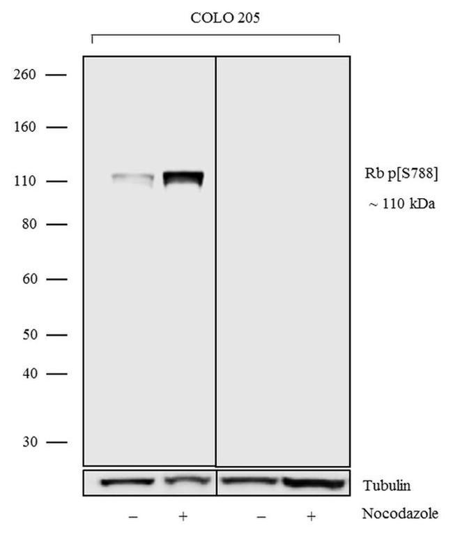 Phospho-Rb (Ser788) Antibody in Western Blot (WB)