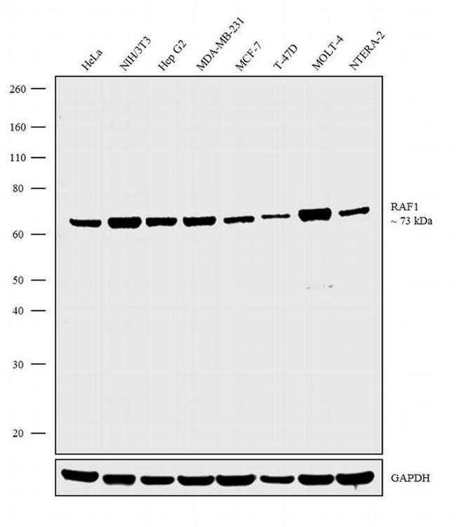 c-Raf Antibody in Western Blot (WB)