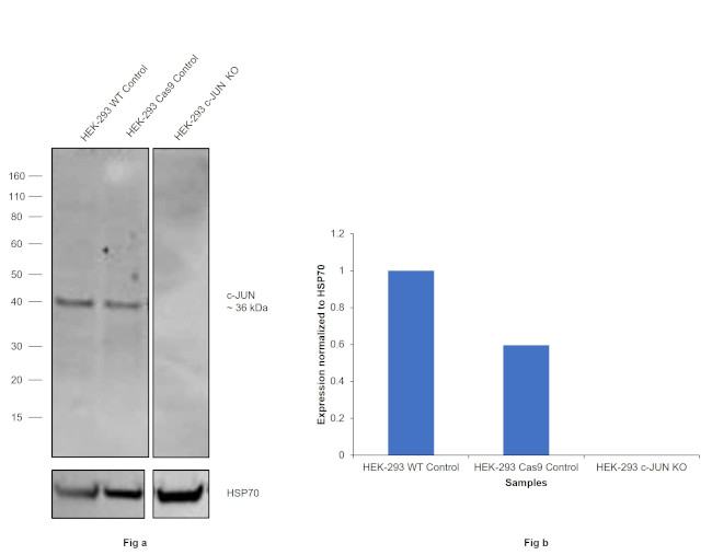 c-Jun Antibody in Western Blot (WB)