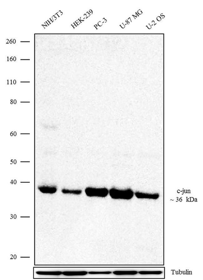 c-Jun Antibody in Western Blot (WB)