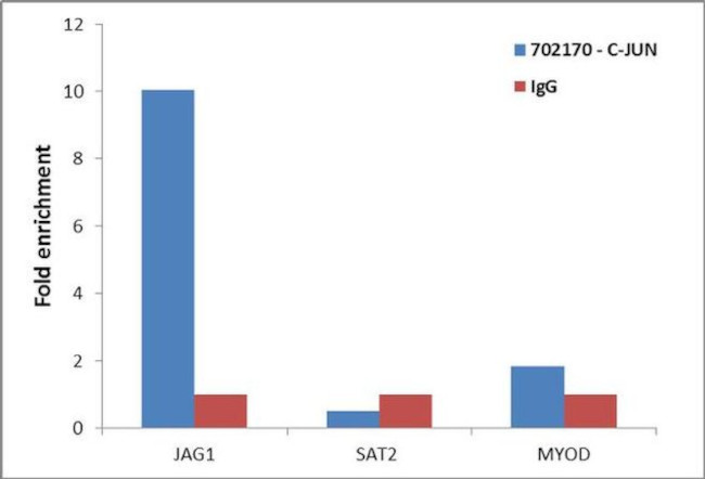 c-Jun Antibody in ChIP Assay (ChIP)