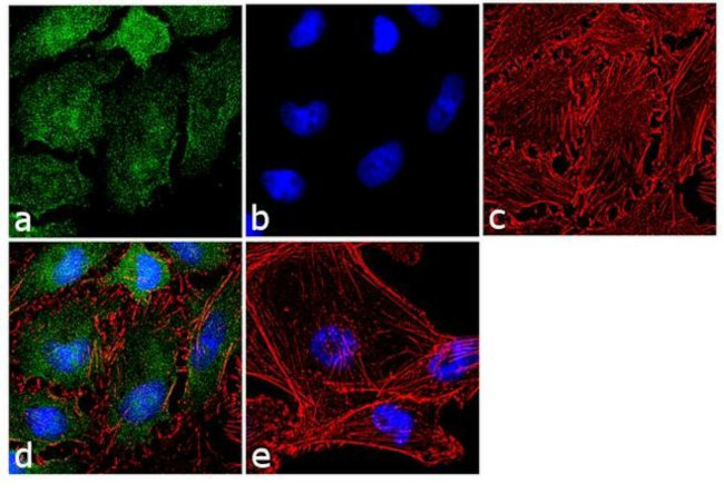 Activin A Antibody in Immunocytochemistry (ICC/IF)