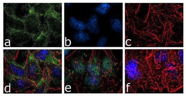 B-Raf Antibody