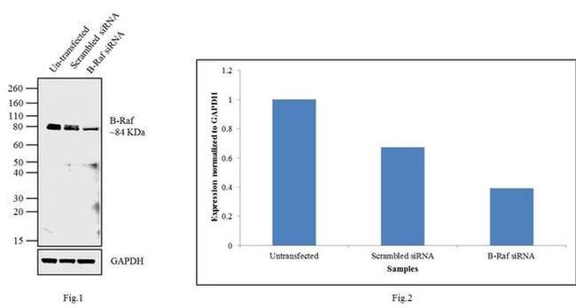 B-Raf Antibody in Western Blot (WB)