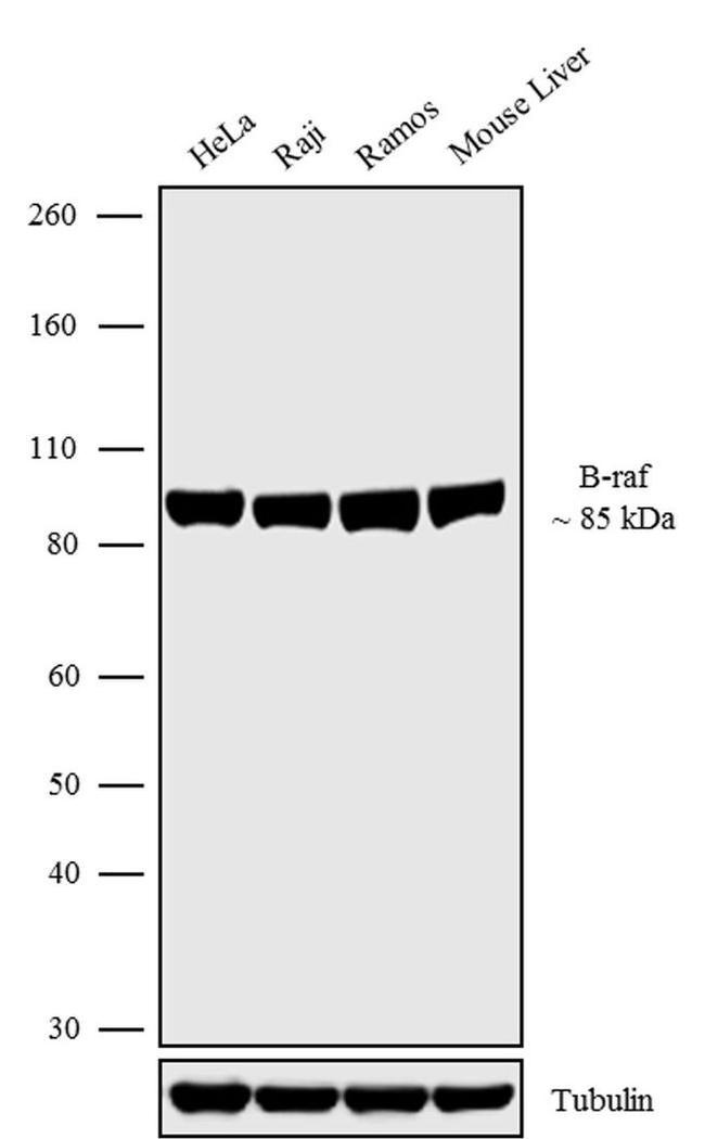 B-Raf Antibody in Western Blot (WB)