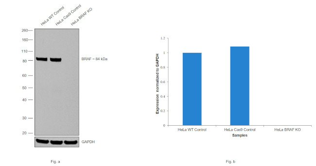 B-Raf Antibody