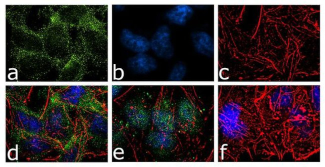 B-Raf Antibody in Immunocytochemistry (ICC/IF)