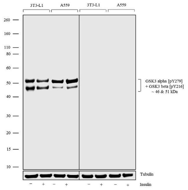 Phospho-GSK3 alpha/beta (Tyr279, Tyr216) Antibody in Western Blot (WB)