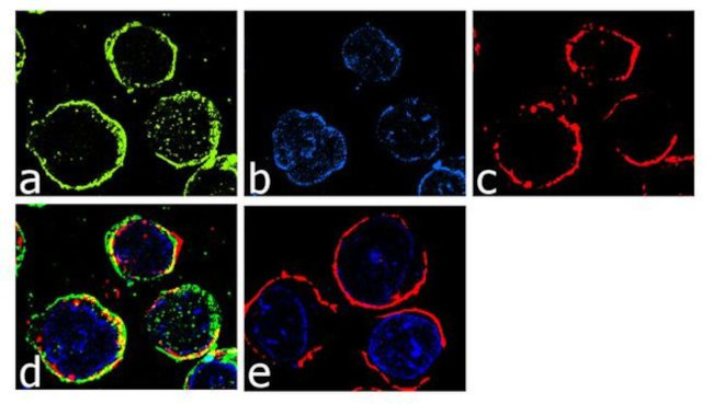 CCR3 Antibody in Immunocytochemistry (ICC/IF)