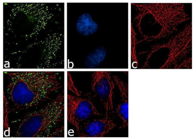 14-3-3 epsilon Antibody in Immunocytochemistry (ICC/IF)