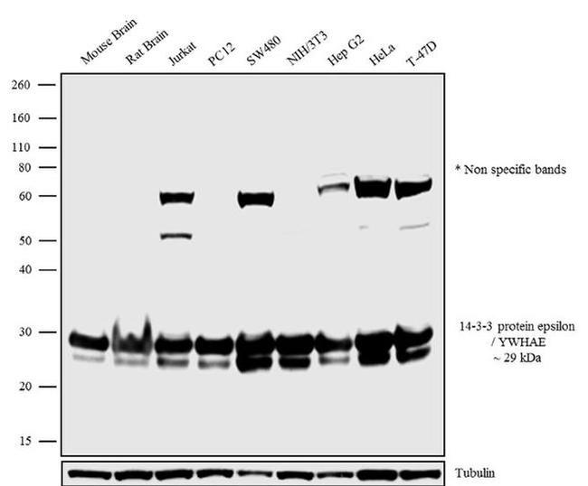 14-3-3 epsilon Antibody in Western Blot (WB)