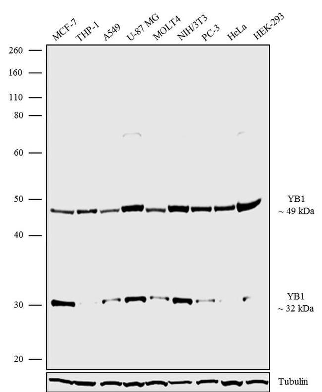 YBX1 Antibody in Western Blot (WB)