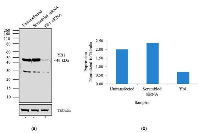 YBX1 Antibody in Western Blot (WB)