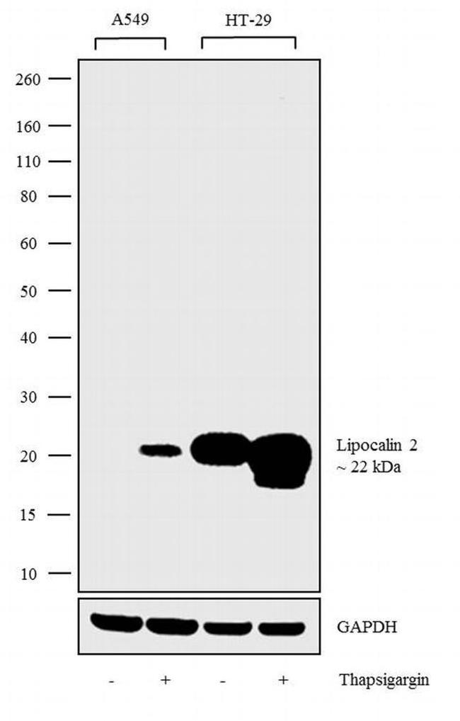 NGAL Antibody