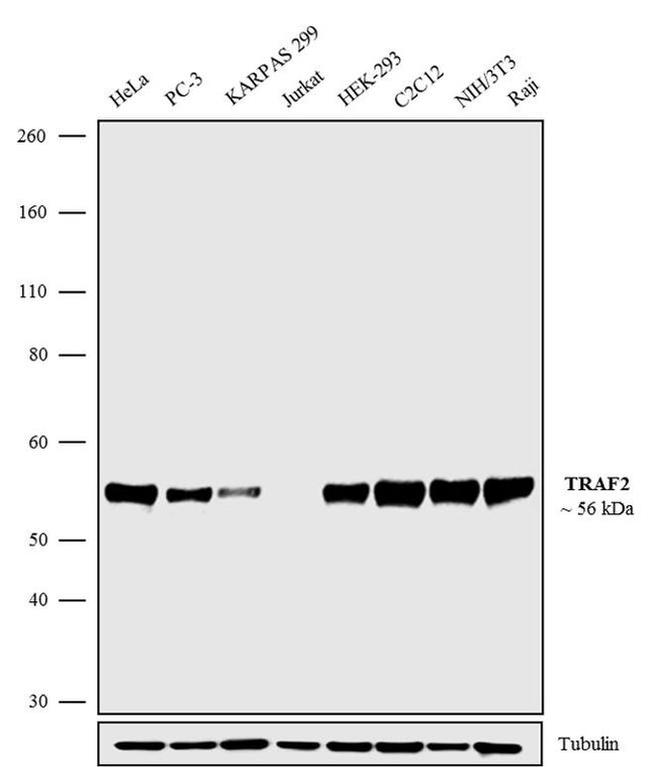 TRAF2 Antibody in Western Blot (WB)