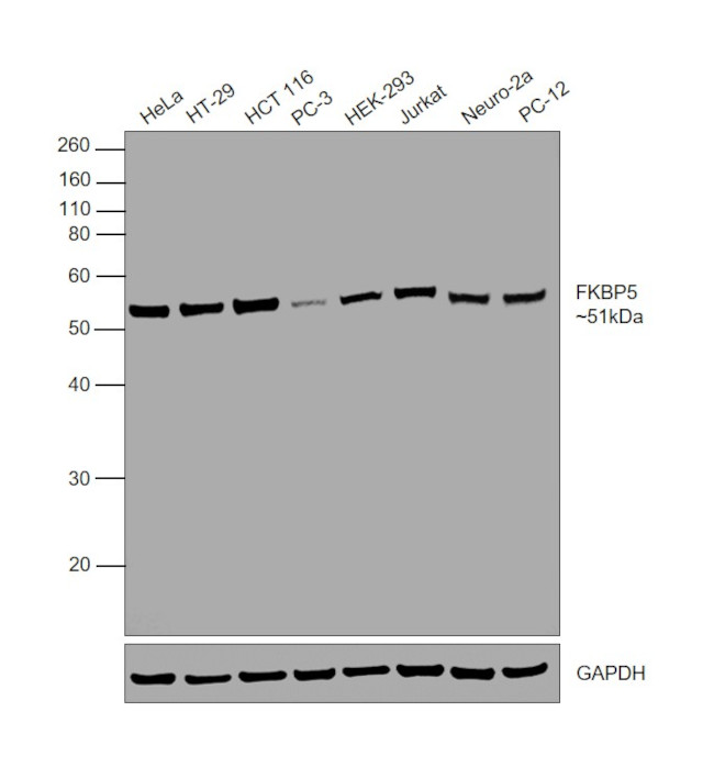 FKBP5 Antibody