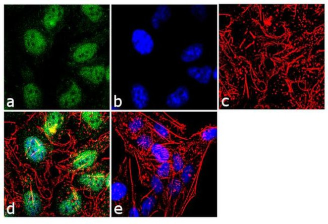 FKBP5 Antibody in Immunocytochemistry (ICC/IF)