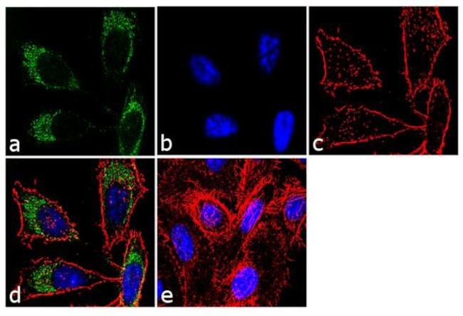 FKBP5 Antibody in Immunocytochemistry (ICC/IF)