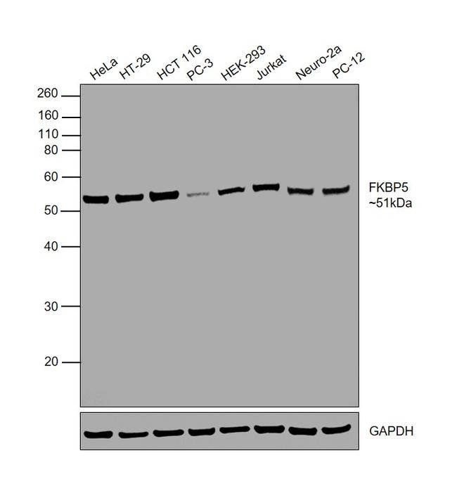 FKBP5 Antibody in Western Blot (WB)