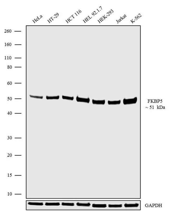 FKBP5 Antibody in Western Blot (WB)