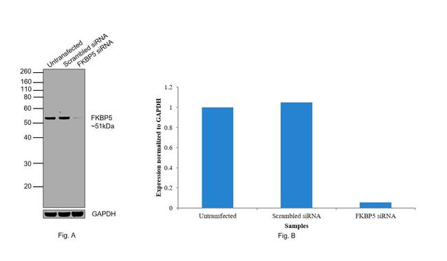 FKBP5 Antibody in Western Blot (WB)