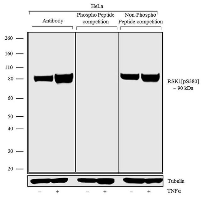 Phospho-RSK1 (Ser380) Antibody in Western Blot (WB)