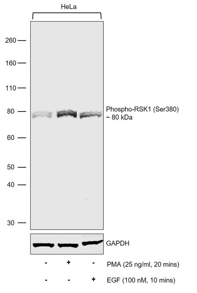 Phospho-RSK1 (Ser380) Antibody in Western Blot (WB)