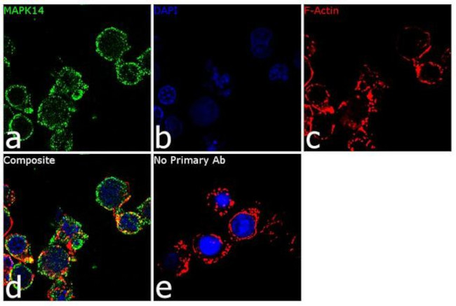 p38 MAPK alpha Antibody in Immunocytochemistry (ICC/IF)