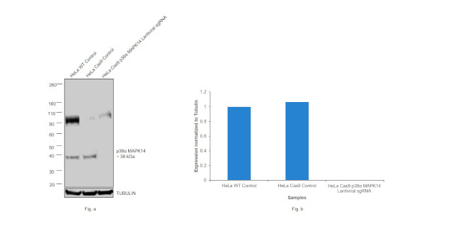 p38 MAPK alpha Antibody