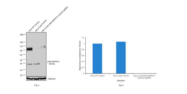 p38 MAPK alpha Antibody in Western Blot (WB)