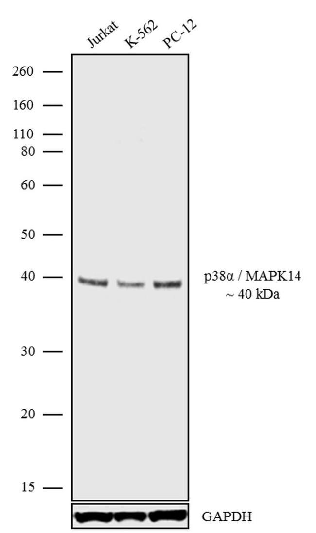 p38 MAPK alpha Antibody in Western Blot (WB)