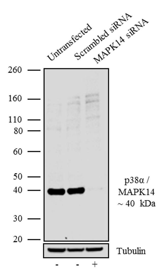 p38 MAPK alpha Antibody in Western Blot (WB)