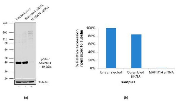 p38 MAPK alpha Antibody