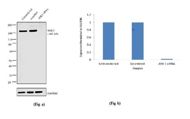 ASK1 Antibody in Western Blot (WB)