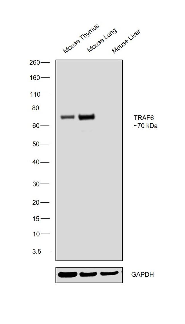 TRAF6 Antibody in Western Blot (WB)